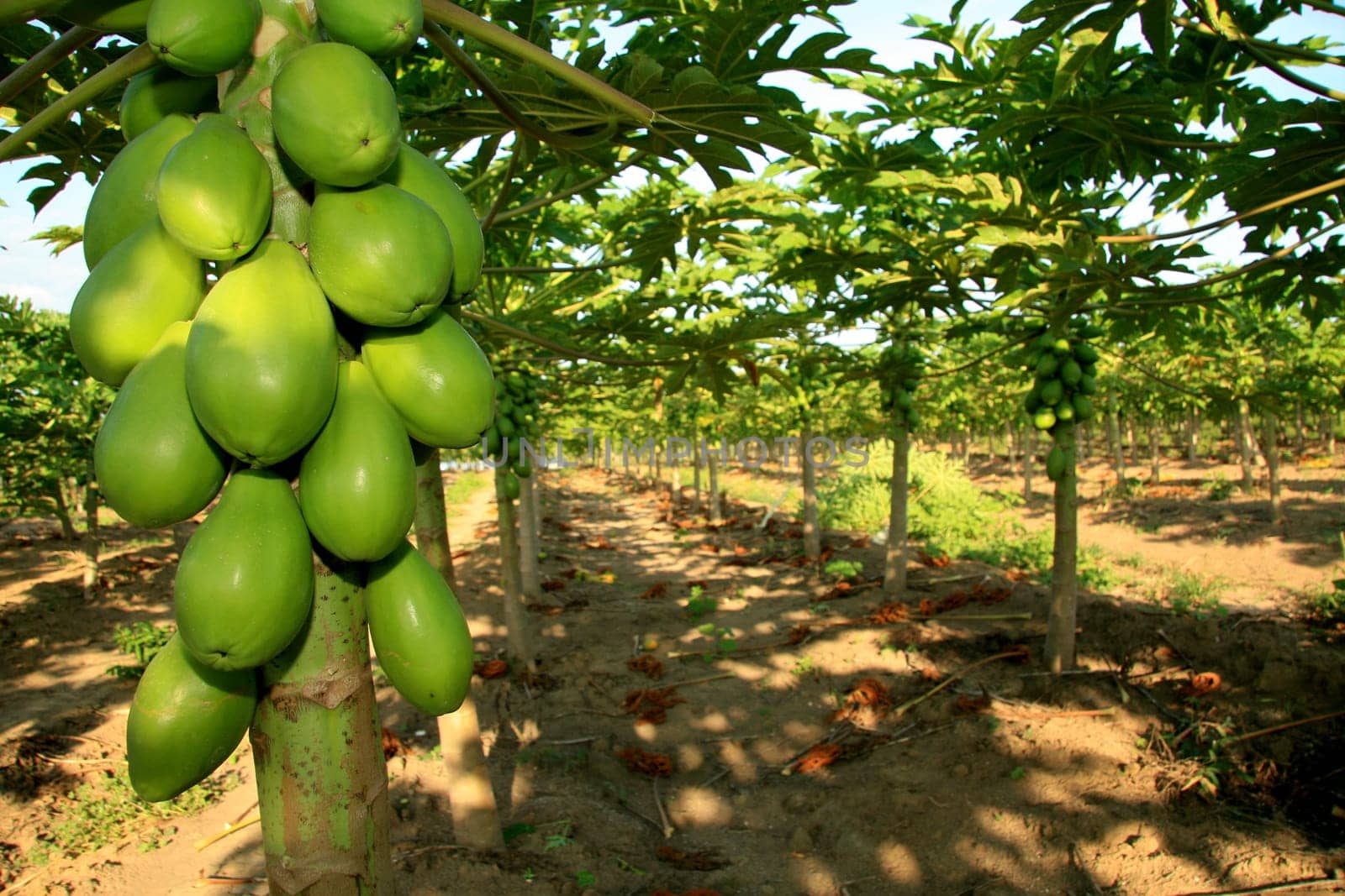 mucuri, bahia / brazil - october 30, 2008: papaya plantation in the city of Mucuri, in southern Bahia.