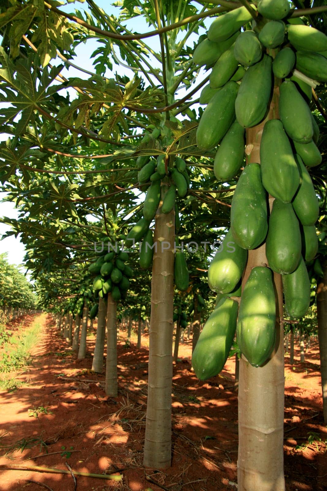 mucuri, bahia / brazil - october 30, 2008: papaya plantation in the city of Mucuri, in southern Bahia.
