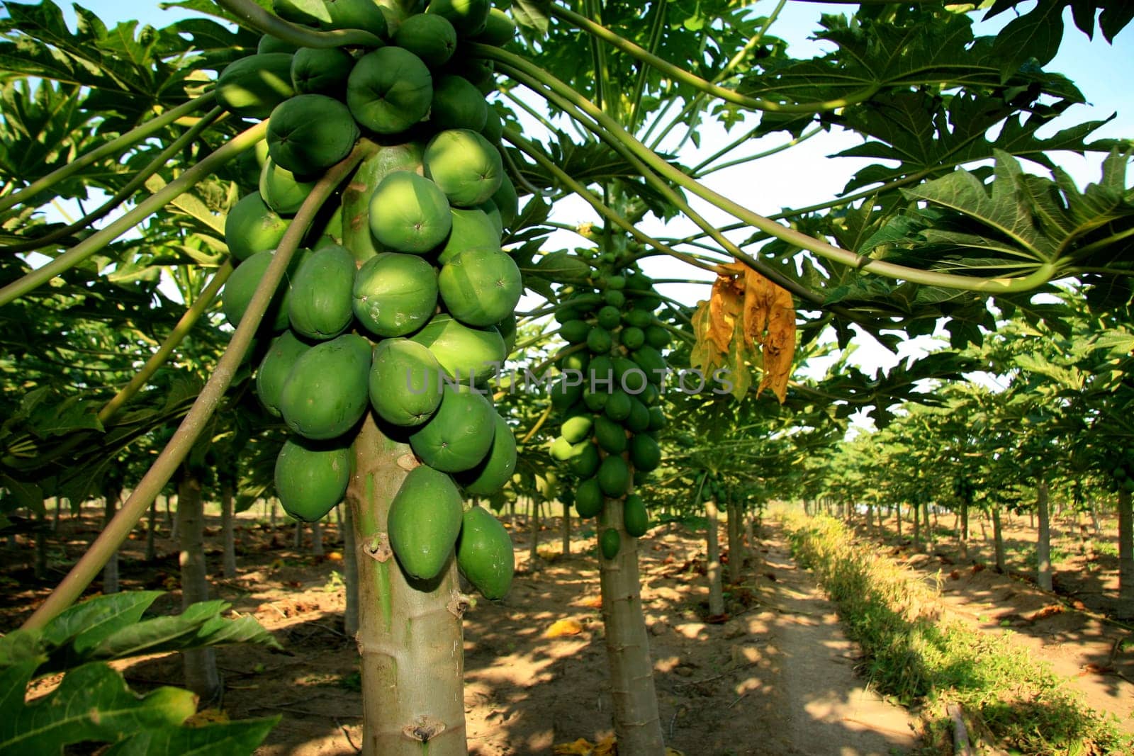 mucuri, bahia / brazil - october 30, 2008: papaya plantation in the city of Mucuri, in southern Bahia.