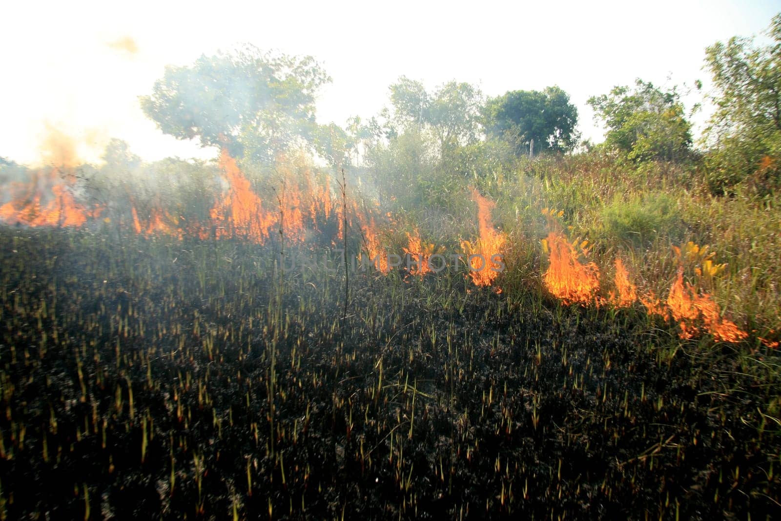 santa cruz cabralia - november 10, 2008: Fire destroys vegetation in environmental protection area is seen in Santo Andre district.