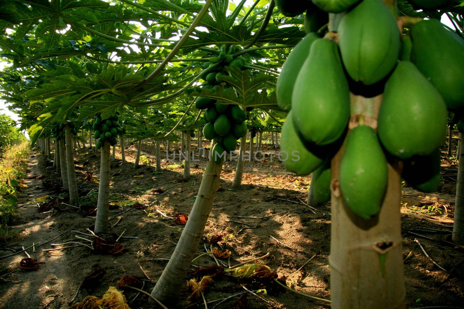 mucuri, bahia / brazil - october 30, 2008: papaya plantation in the city of Mucuri, in southern Bahia.
