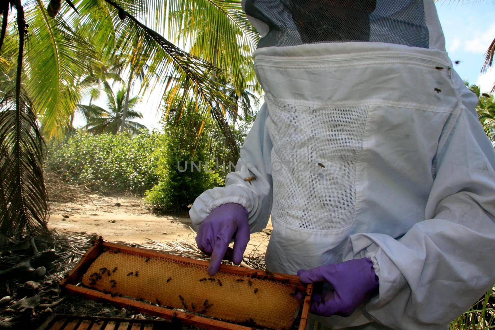 eunapolis, bahia / brazil - may 11, 2009: Beekeeper is seen next to the bee hive in the city of Eunapolis.