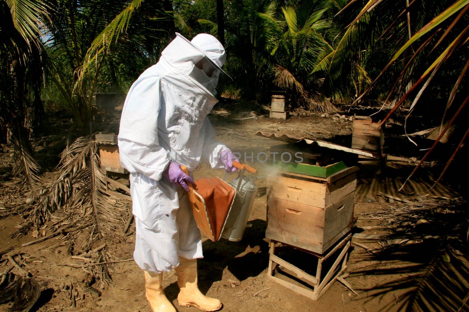 eunapolis, bahia / brazil - may 11, 2009: Beekeeper is seen next to the bee hive in the city of Eunapolis.