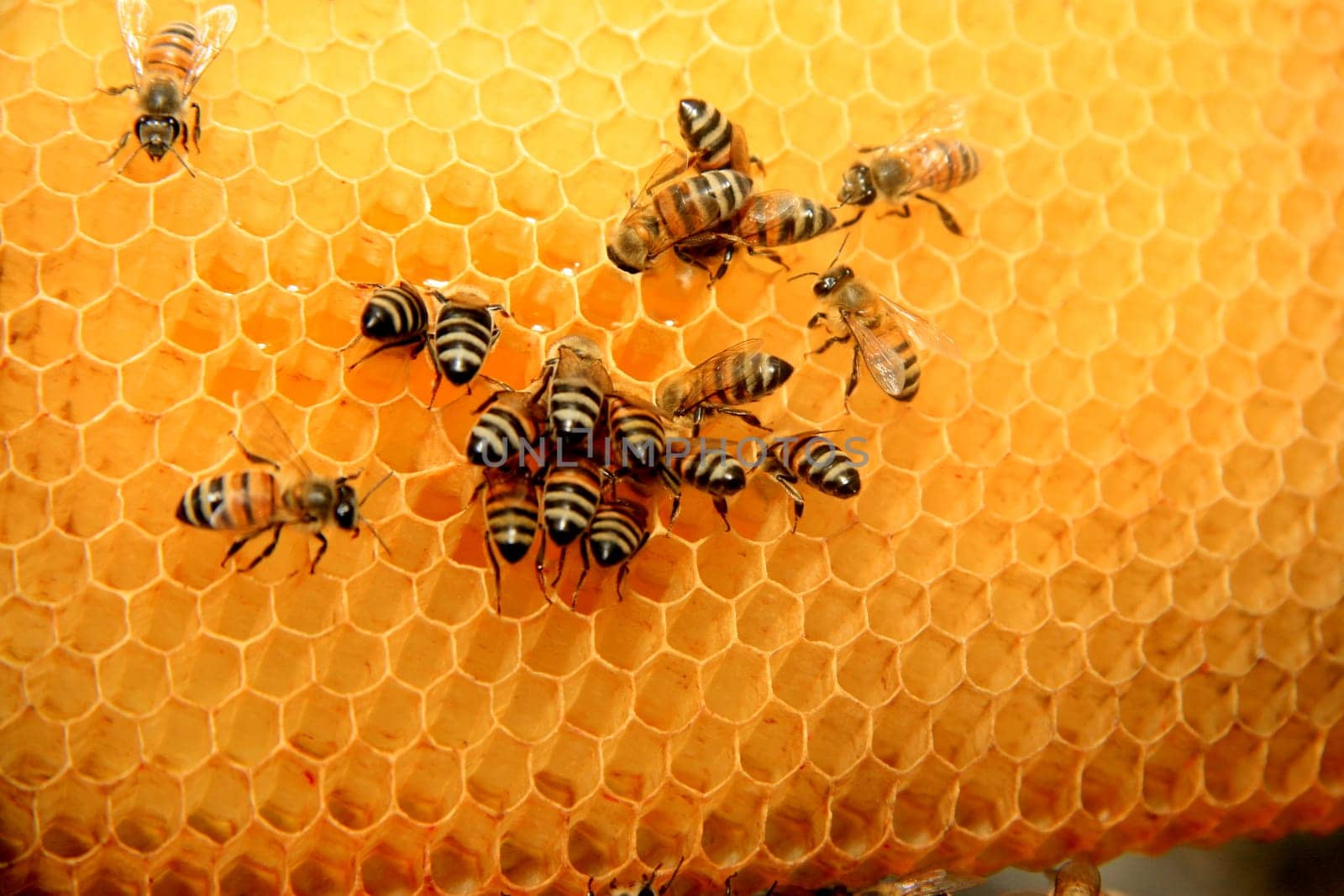 eunapolis, bahia / brazil - may 8, 2009: bees are seen in an apiary hive in the city of Eunapolis, in southern Bahia..