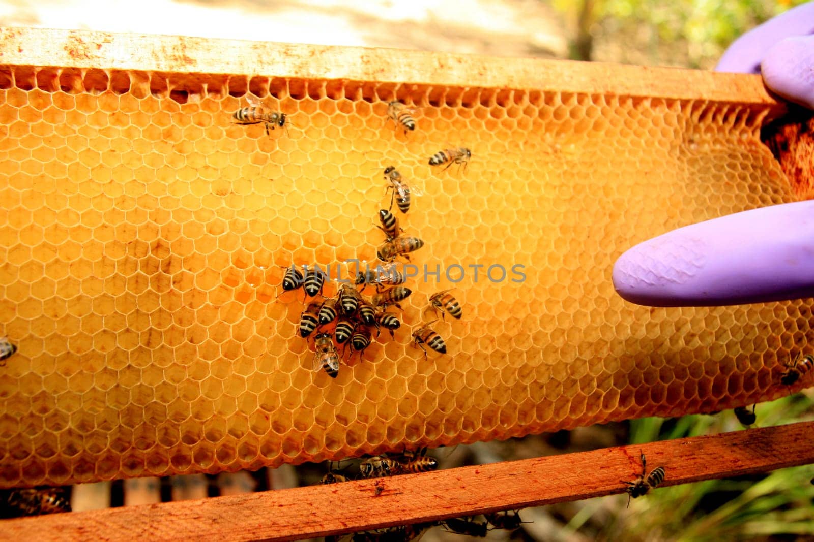 eunapolis, bahia / brazil - may 8, 2009: bees are seen in an apiary hive in the city of Eunapolis, in southern Bahia..