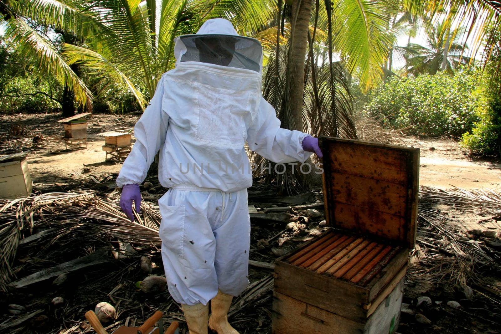 eunapolis, bahia / brazil - may 11, 2009: Beekeeper is seen next to the bee hive in the city of Eunapolis.