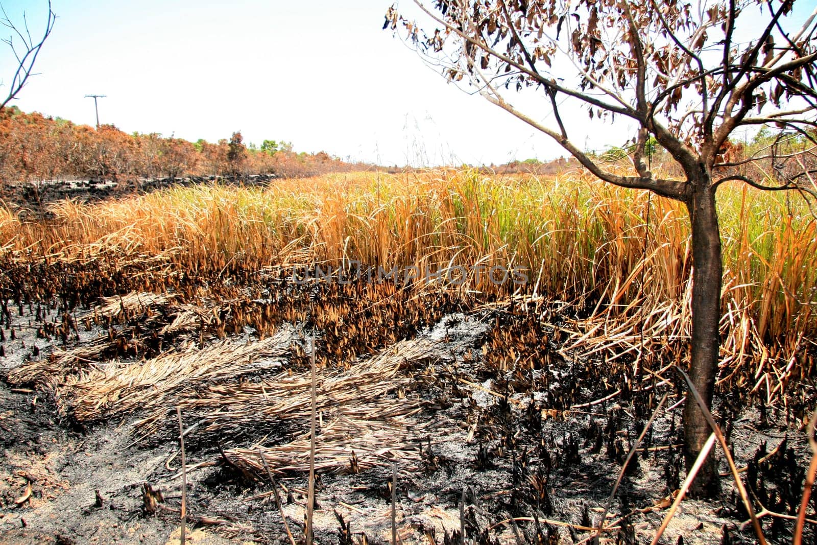porto seguro, bahia / brazil - february 16, 2009: area devastated by fire in native forest in the city of Porto Seguro, in the south of Bahia.