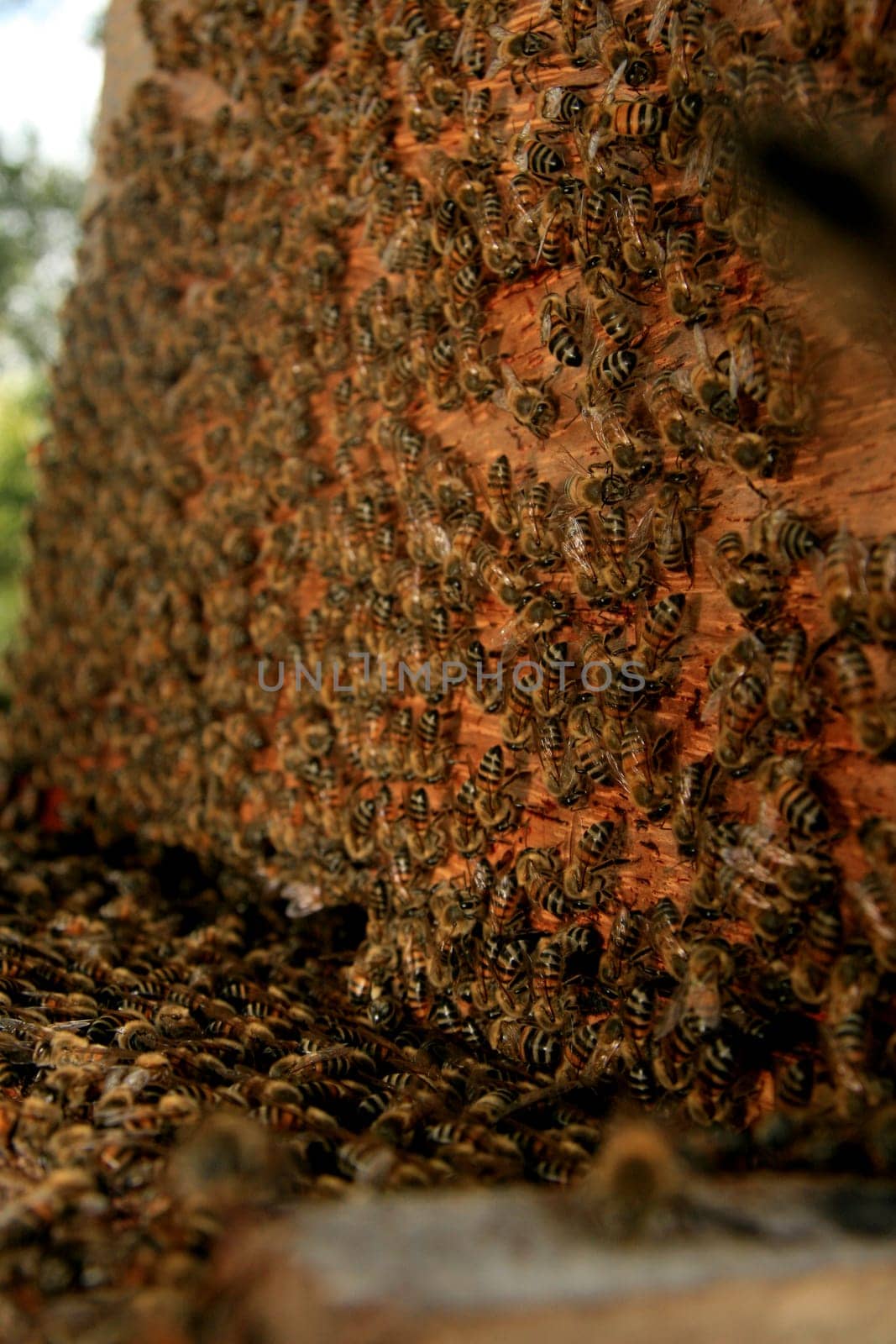 eunapolis, bahia / brazil - may 8, 2009: bees are seen in an apiary hive in the city of Eunapolis, in southern Bahia..