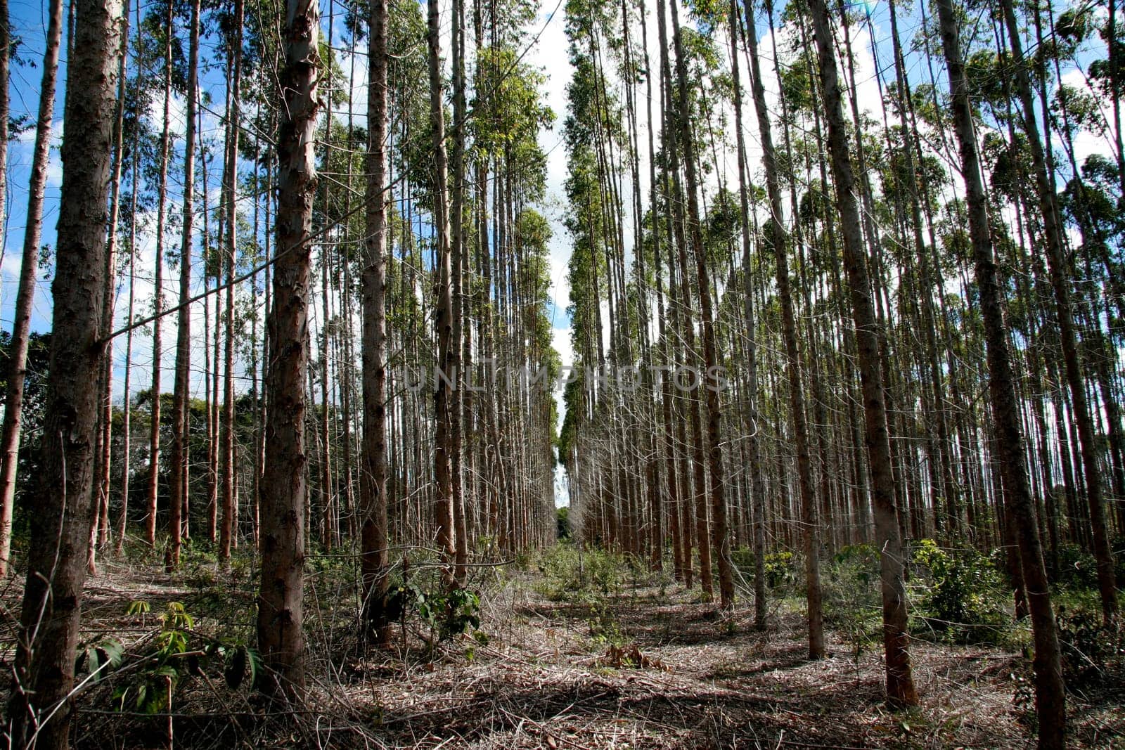 eunapolis, bahia / brazil - july 30, 2008: eucalyptus tree plantation for pulp production in a factory in the city of Eunapolis.