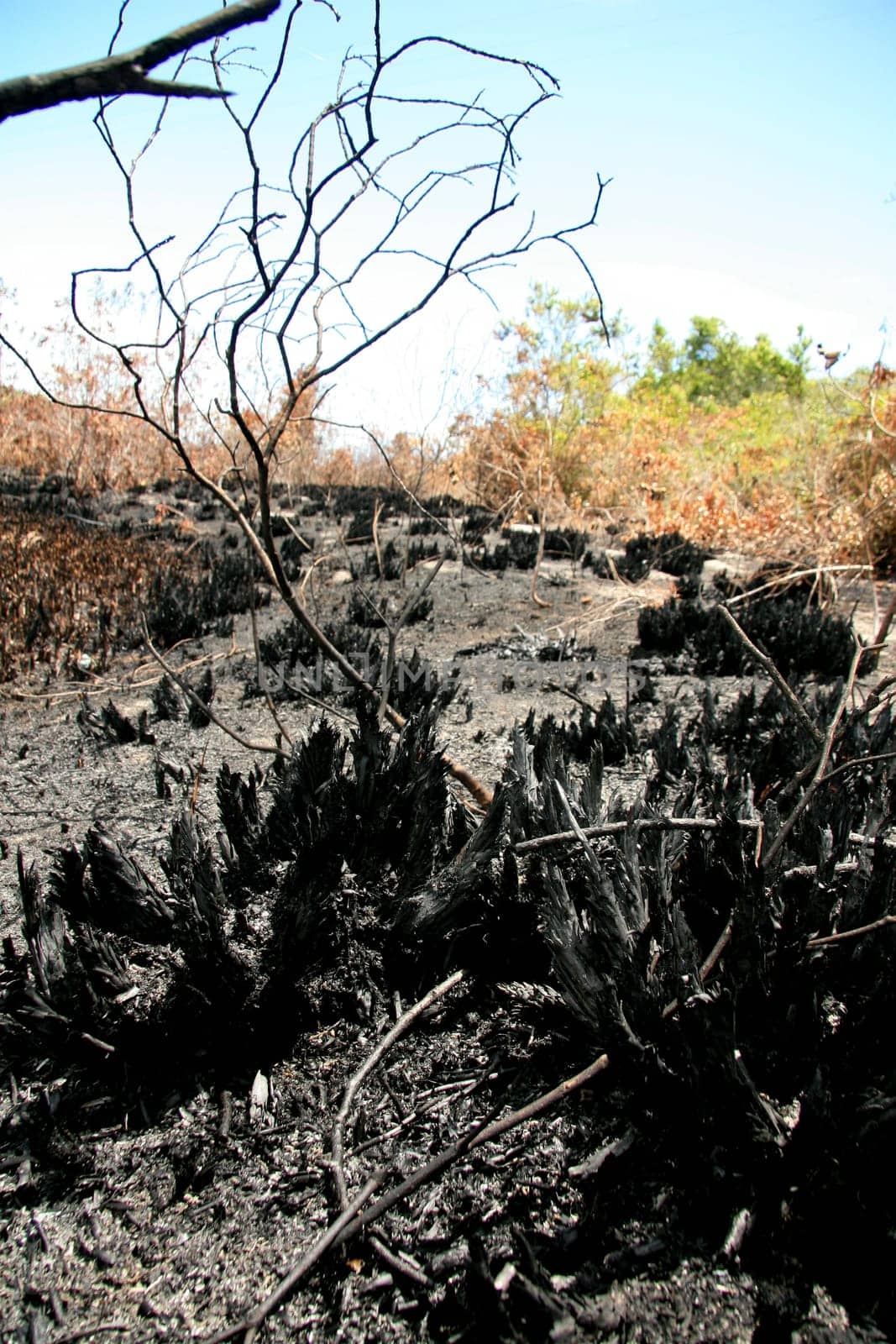porto seguro, bahia / brazil - february 16, 2009: area devastated by fire in native forest in the city of Porto Seguro, in the south of Bahia.