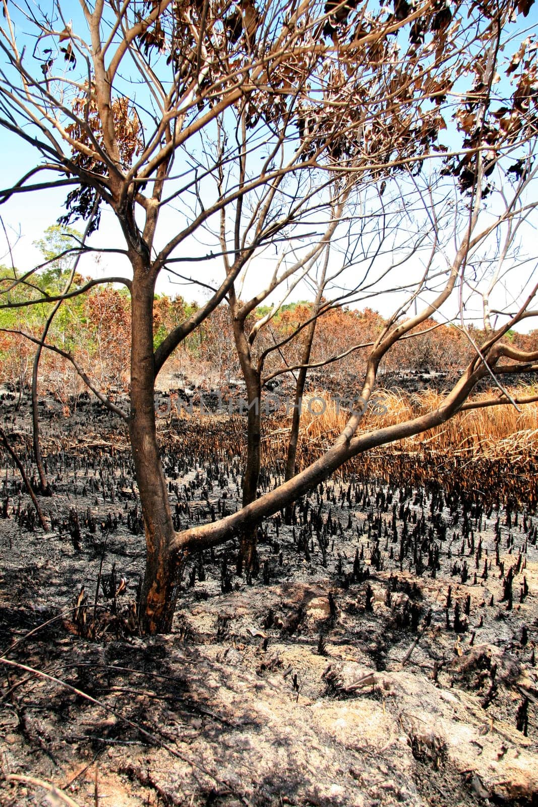 porto seguro, bahia / brazil - february 16, 2009: area devastated by fire in native forest in the city of Porto Seguro, in the south of Bahia.