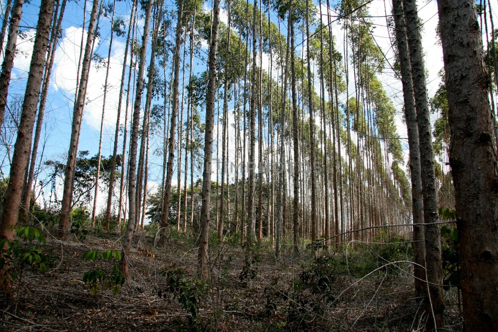 eunapolis, bahia / brazil - july 30, 2008: eucalyptus tree plantation for pulp production in a factory in the city of Eunapolis.