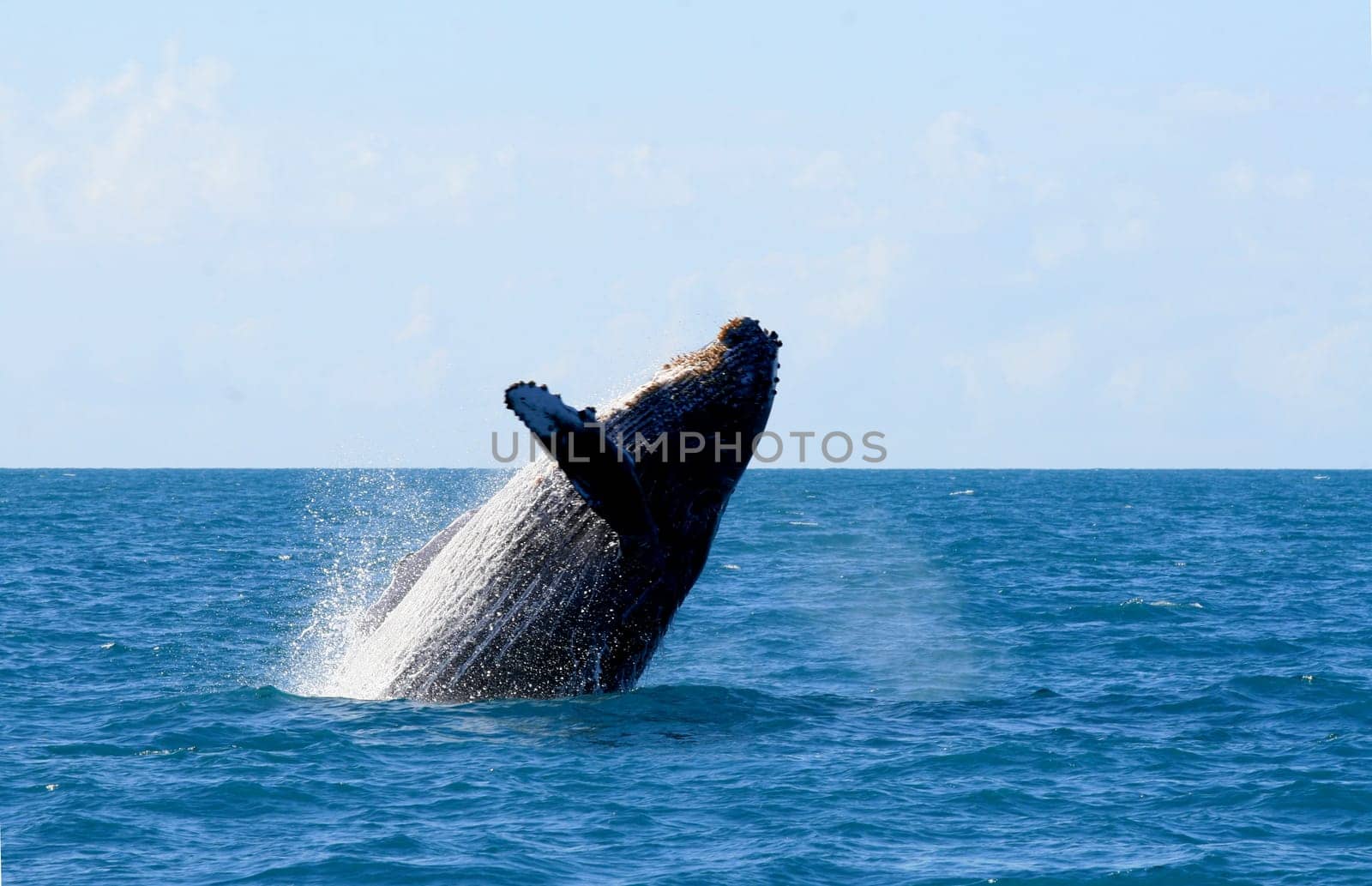 caravelas, bahia / brazil - august 1, 2010: fins of junbarte whales are seen during a tour to spot animals in the city of caravelas.