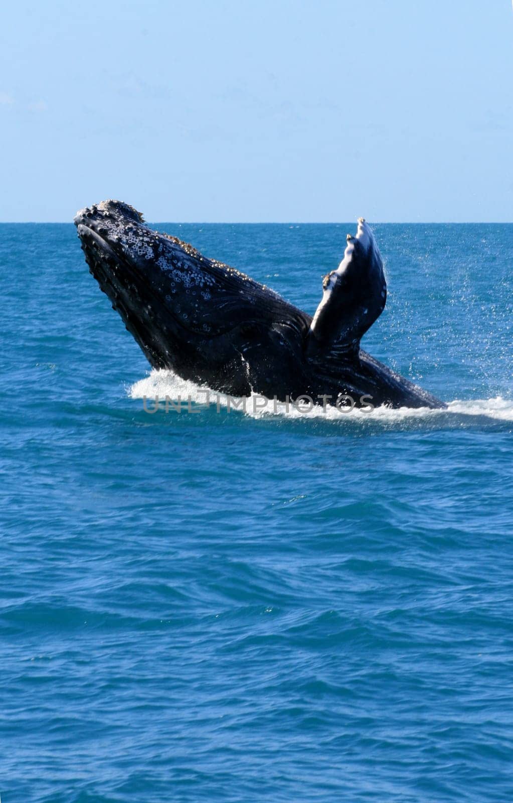 caravelas, bahia / brazil - august 1, 2010: fins of junbarte whales are seen during a tour to spot animals in the city of caravelas.