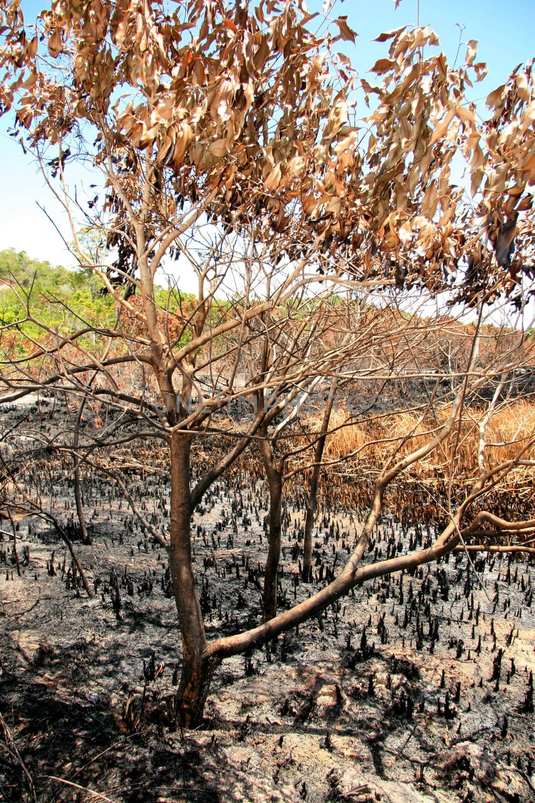 porto seguro, bahia / brazil - february 16, 2009: area devastated by fire in native forest in the city of Porto Seguro, in the south of Bahia.
