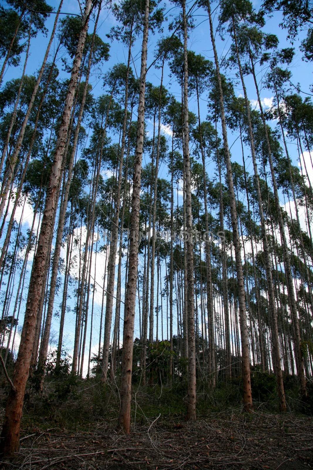 eunapolis, bahia / brazil - july 30, 2008: eucalyptus tree plantation for pulp production in a factory in the city of Eunapolis.
