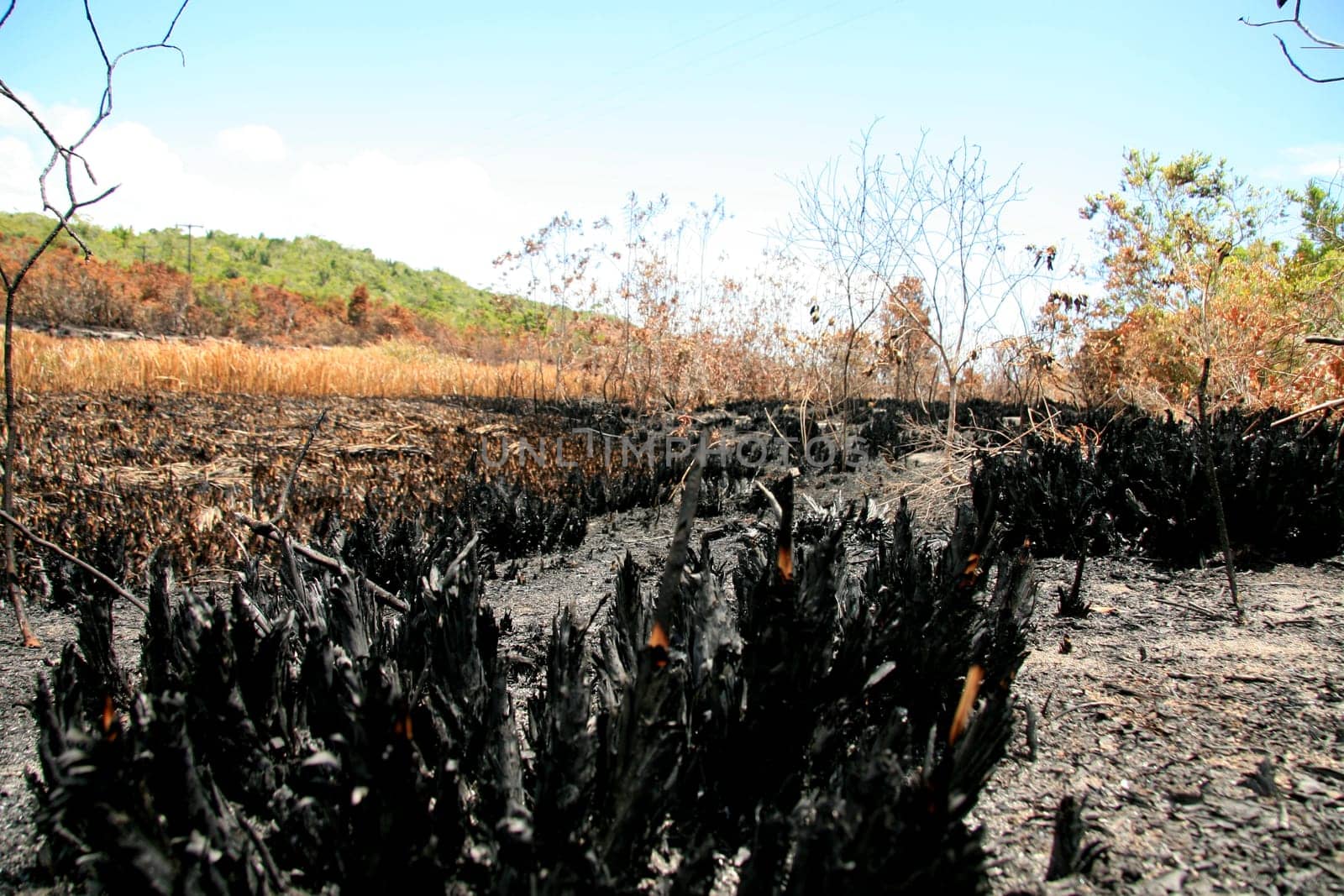 porto seguro, bahia / brazil - february 16, 2009: area devastated by fire in native forest in the city of Porto Seguro, in the south of Bahia.