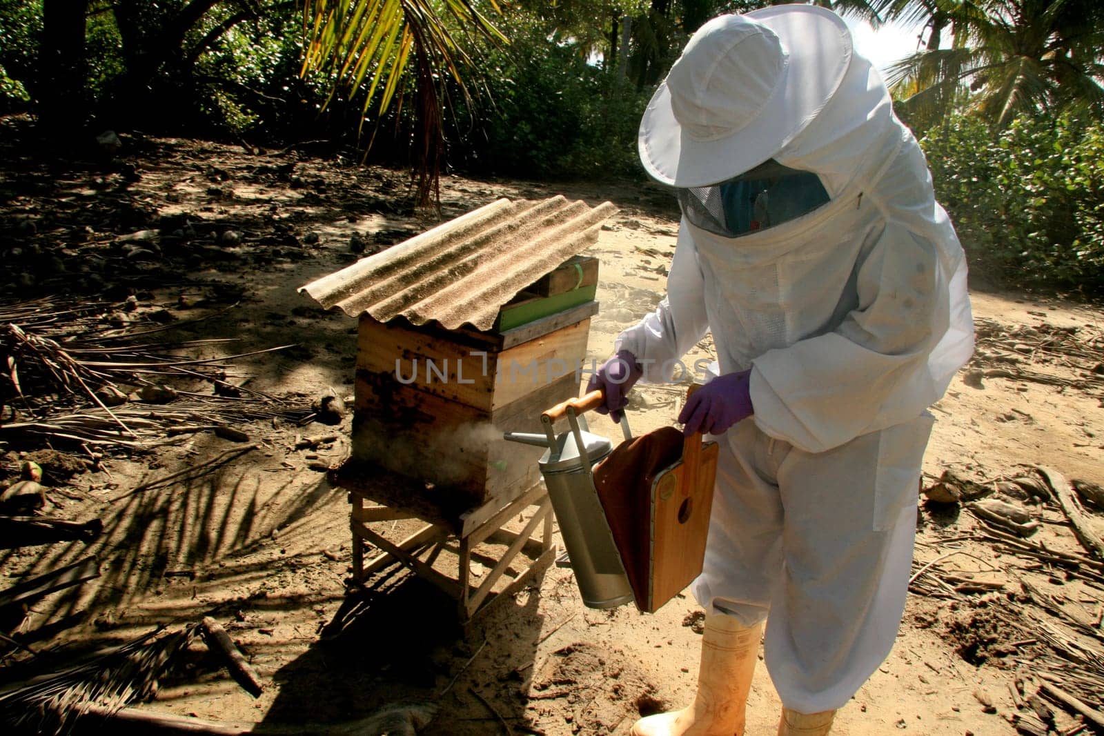 eunapolis, bahia / brazil - may 11, 2009: Beekeeper is seen next to the bee hive in the city of Eunapolis.