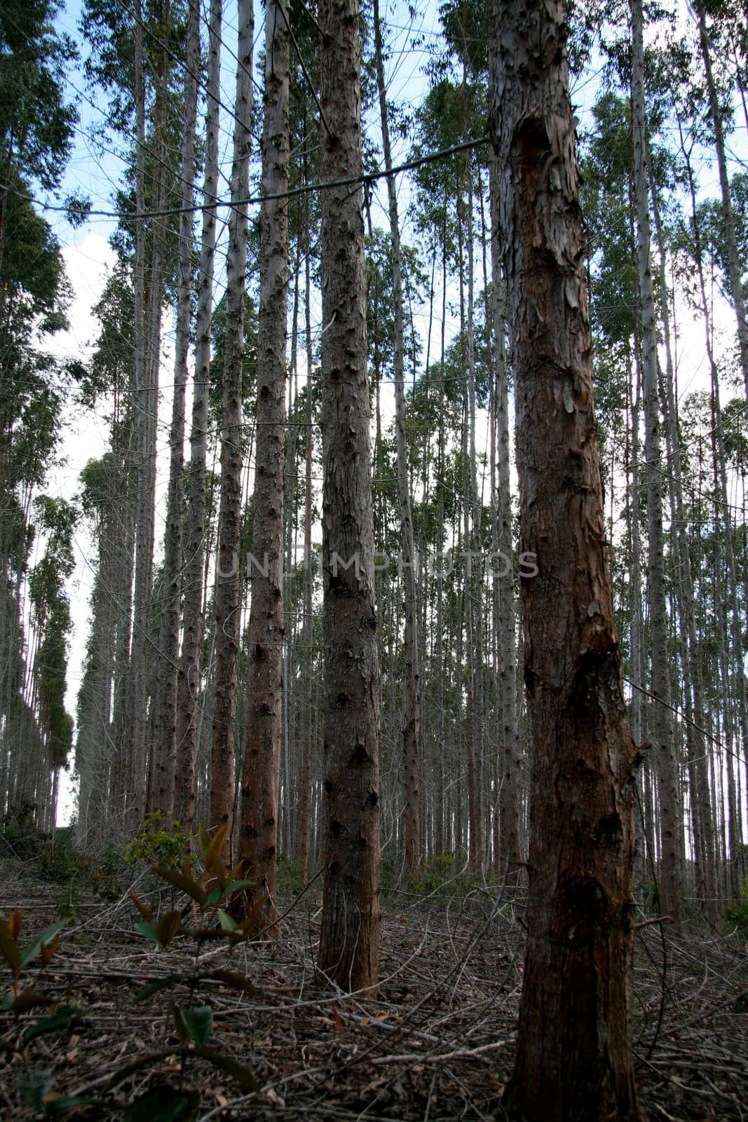 eunapolis, bahia / brazil - july 30, 2008: eucalyptus tree plantation for pulp production in a factory in the city of Eunapolis.