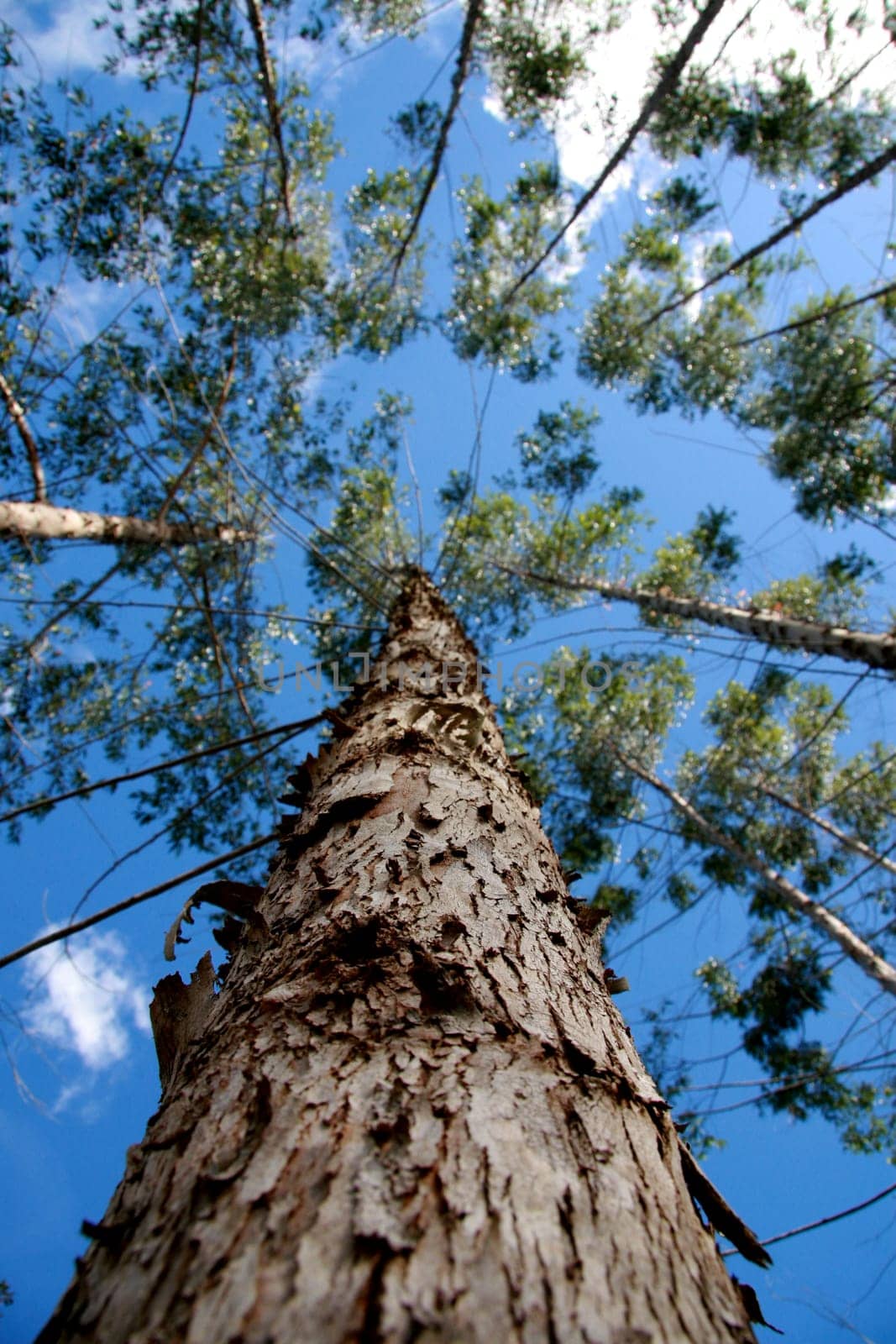 eunapolis, bahia / brazil - july 30, 2008: eucalyptus tree plantation for pulp production in a factory in the city of Eunapolis.