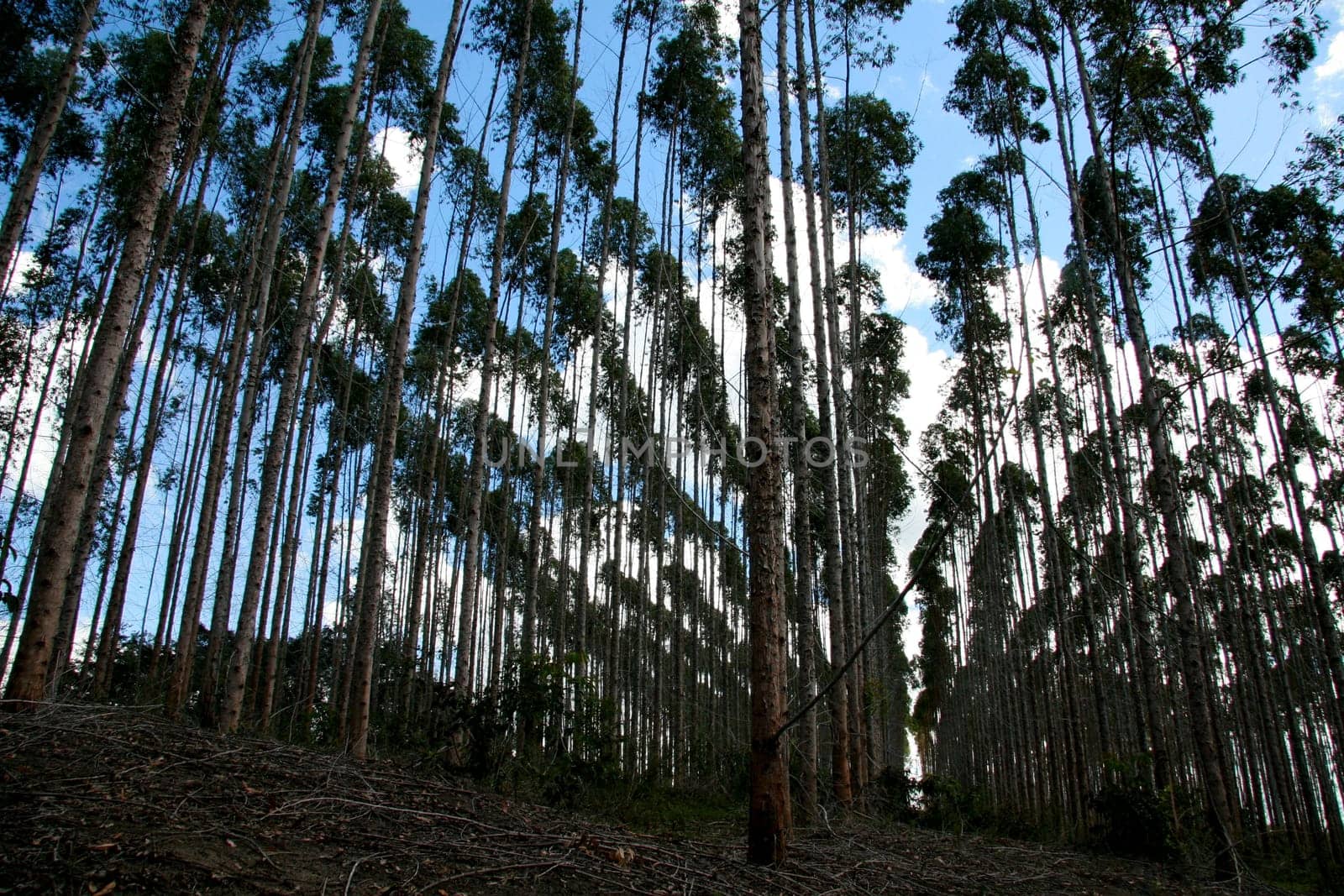 eunapolis, bahia / brazil - july 30, 2008: eucalyptus tree plantation for pulp production in a factory in the city of Eunapolis.