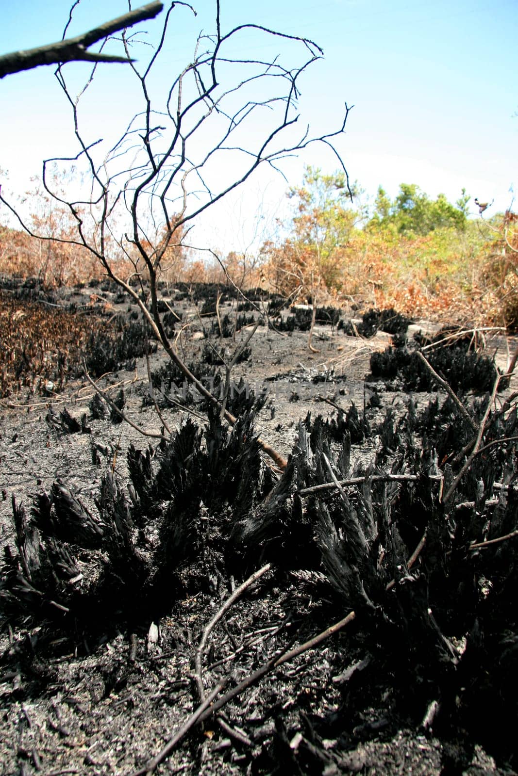 porto seguro, bahia / brazil - february 16, 2009: area devastated by fire in native forest in the city of Porto Seguro, in the south of Bahia.