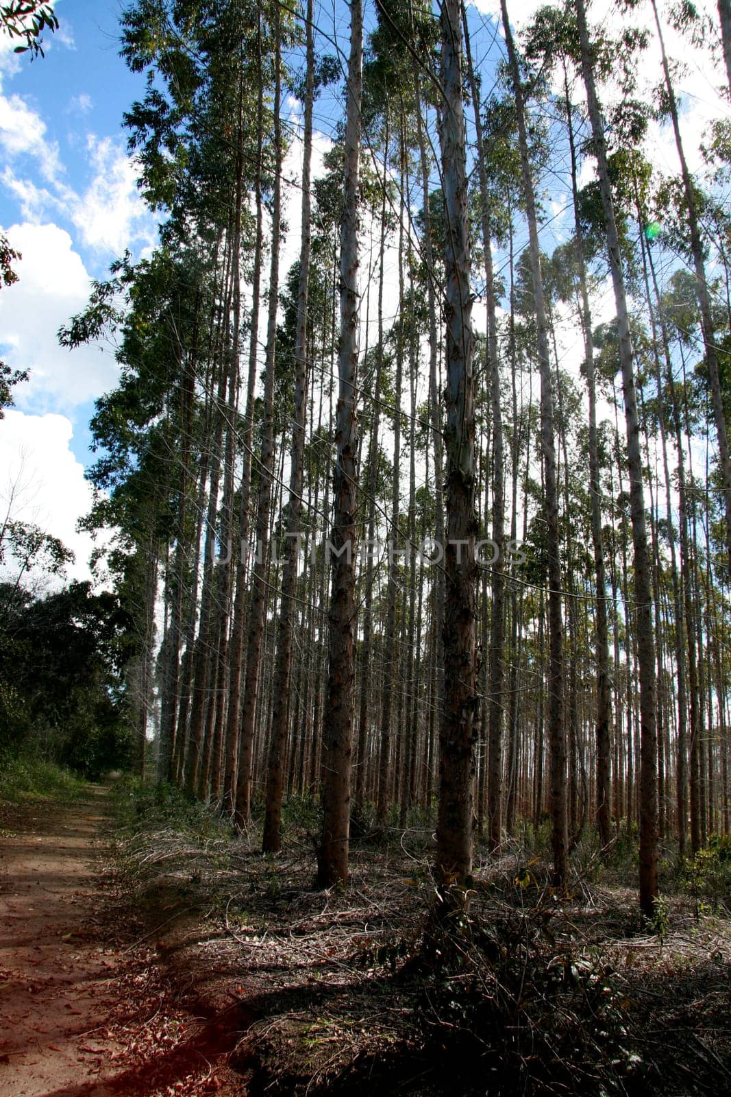 eunapolis, bahia / brazil - july 30, 2008: eucalyptus tree plantation for pulp production in a factory in the city of Eunapolis.
