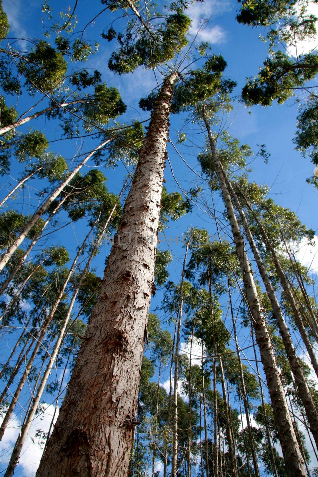 eunapolis, bahia / brazil - july 30, 2008: eucalyptus tree plantation for pulp production in a factory in the city of Eunapolis.