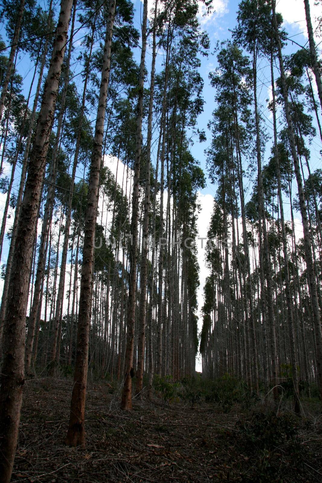 eunapolis, bahia / brazil - july 30, 2008: eucalyptus tree plantation for pulp production in a factory in the city of Eunapolis.