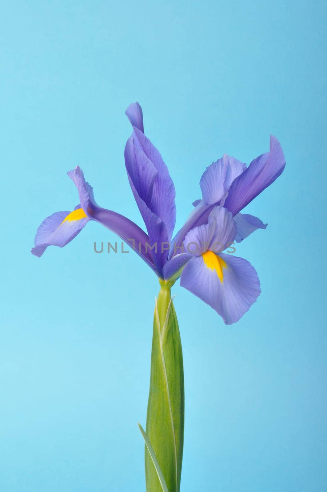 leaf iris in sword on a blue background