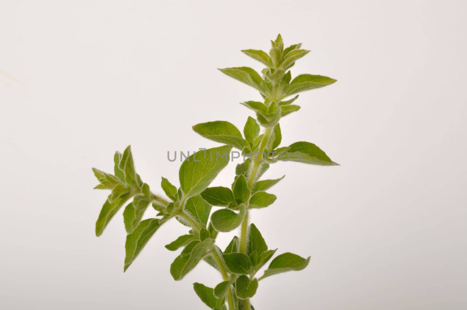 oregano on a white background
