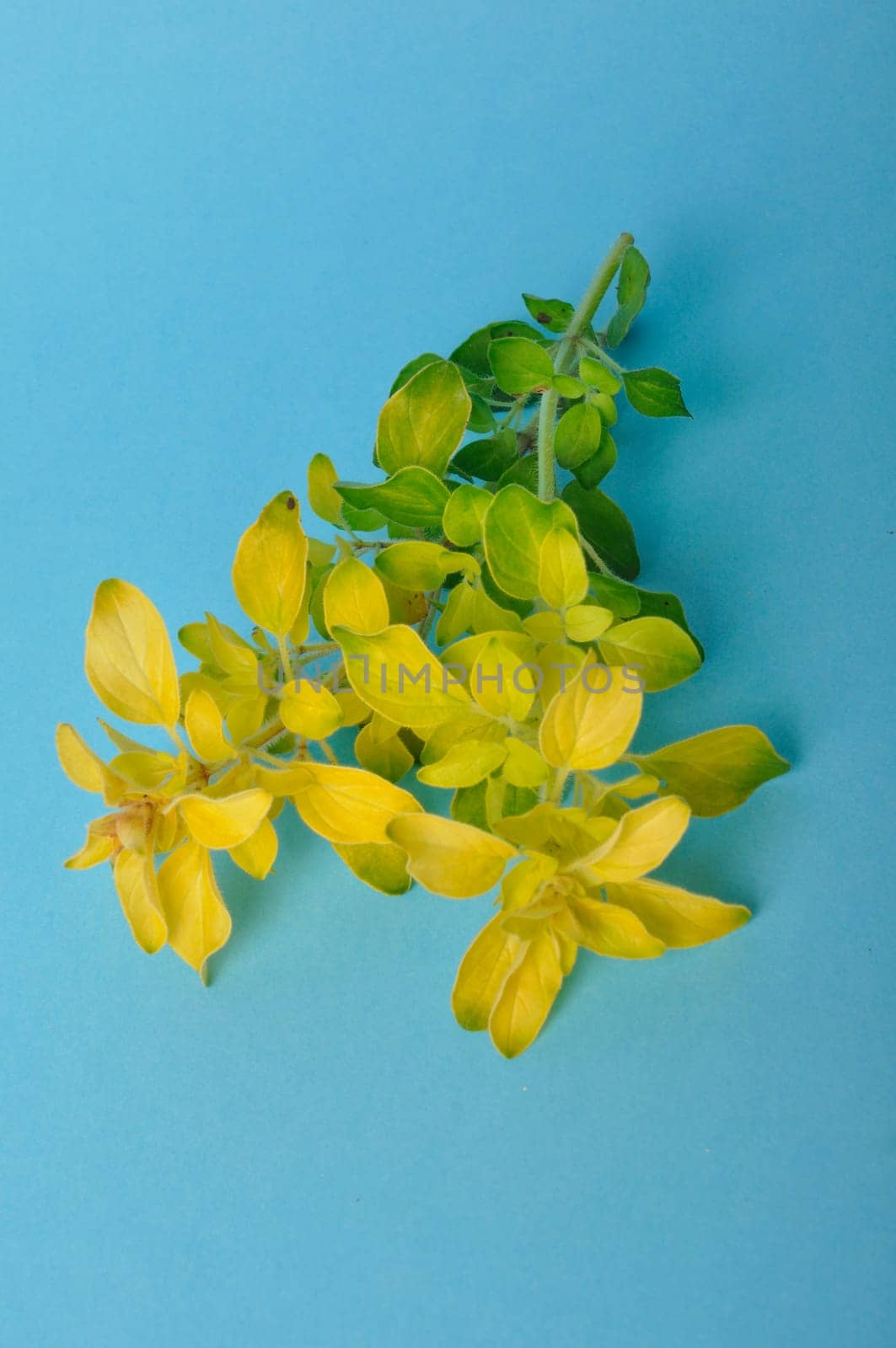 Golden oregano on blue background