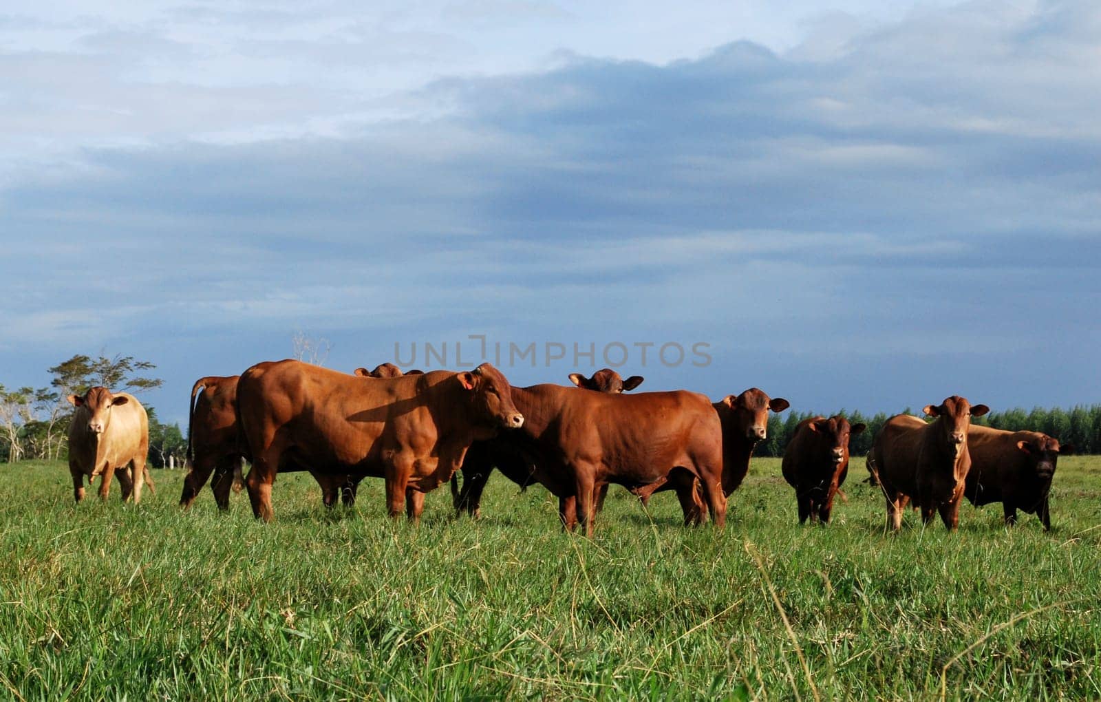 eunapolis, bahia / brazil - june 8, 2009: cattle ranching on the farm in the city of Eunapolis, in southern Bahia....