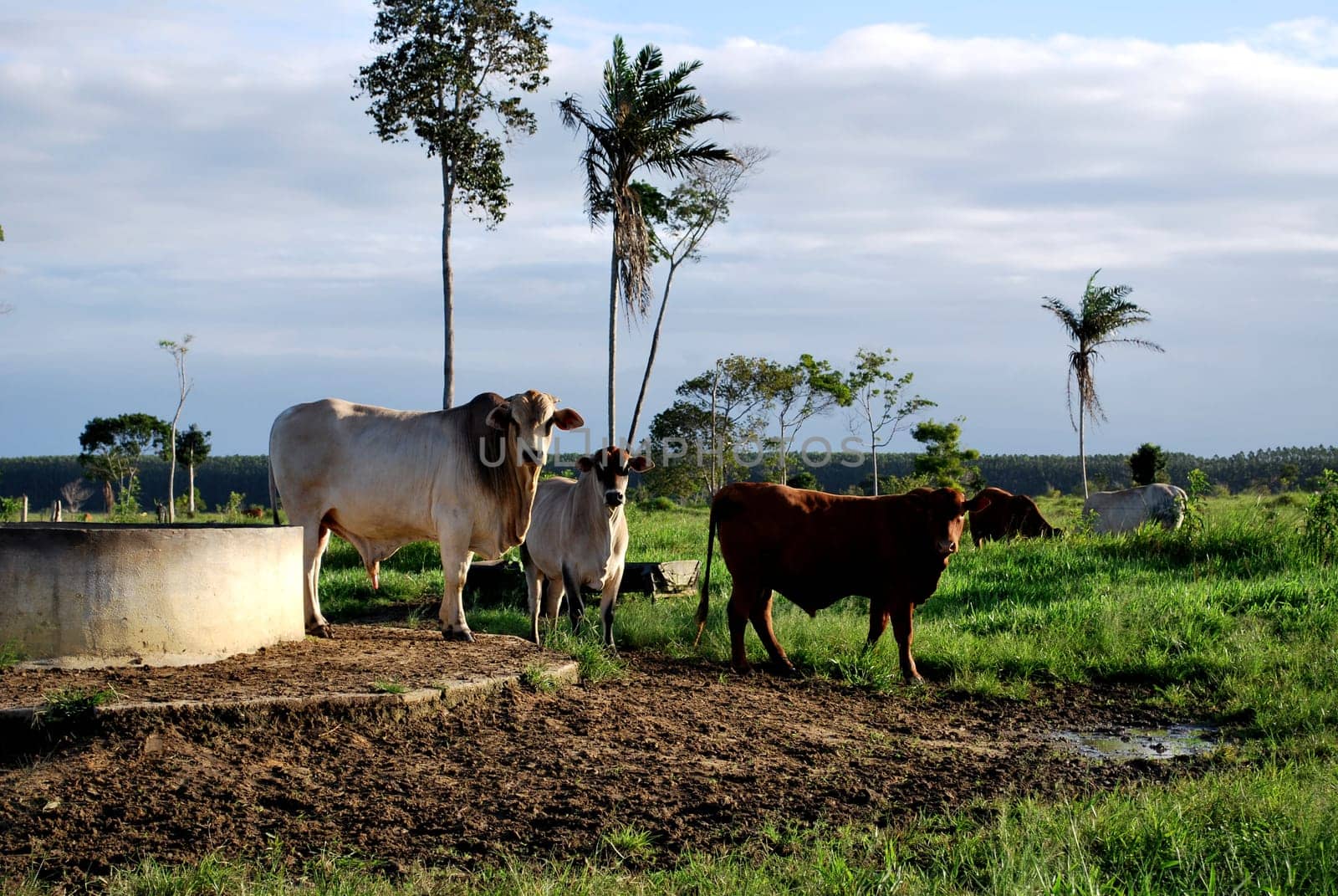eunapolis, bahia / brazil - june 8, 2009: cattle ranching on the farm in the city of Eunapolis, in southern Bahia....