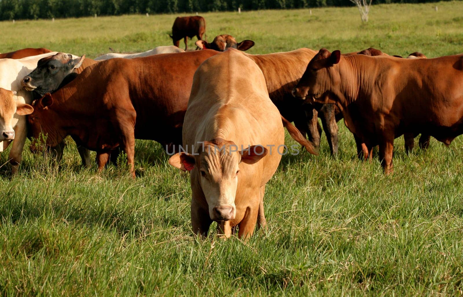 eunapolis, bahia / brazil - june 8, 2009: cattle ranching on the farm in the city of Eunapolis, in southern Bahia....