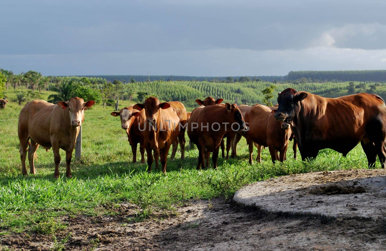 eunapolis, bahia / brazil - june 8, 2009: cattle ranching on the farm in the city of Eunapolis, in southern Bahia....