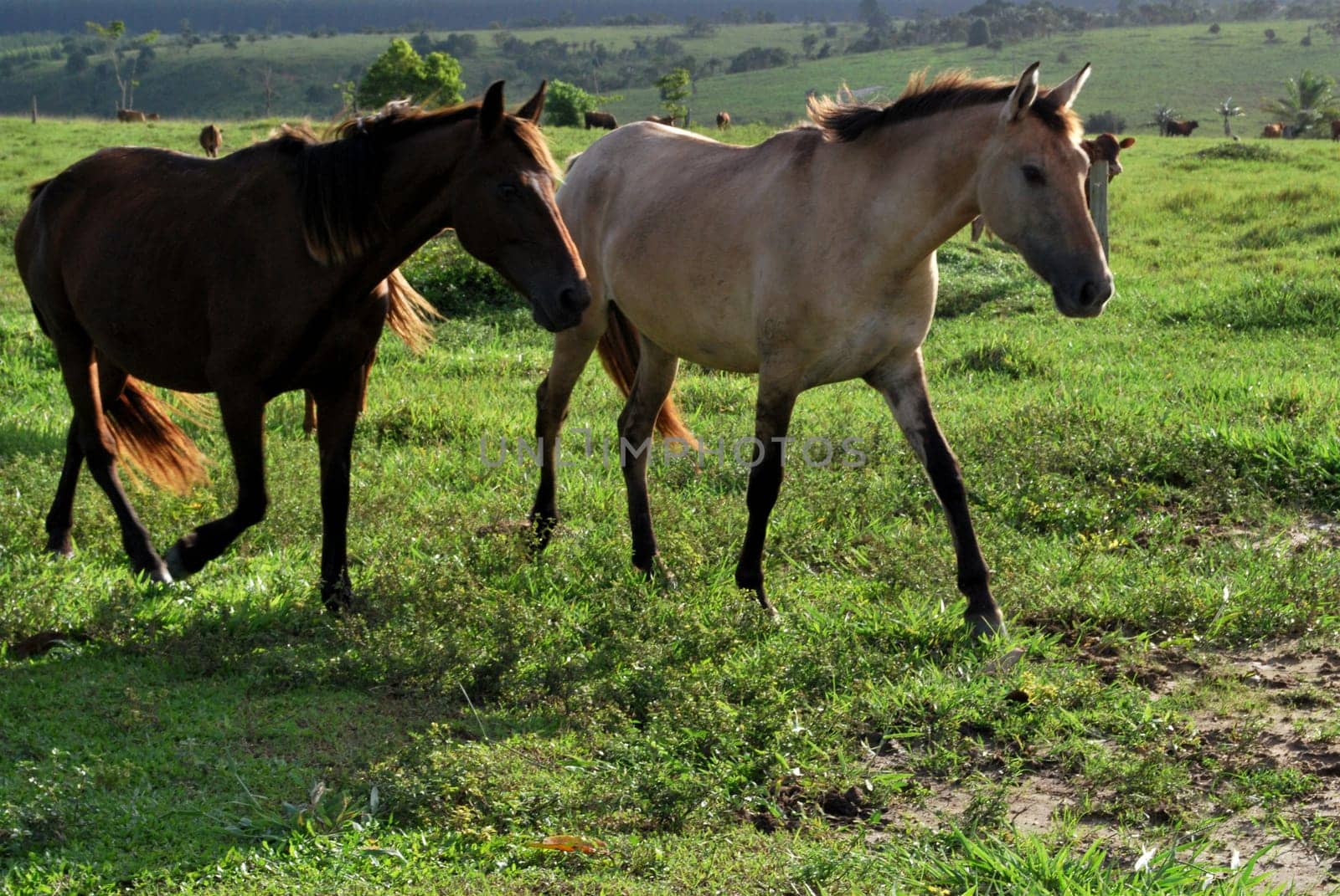 eunapolis, bahia / brazil - june 8, 2009: horses are seen on a farm in the city of Eunapolis, in southern Bahia.