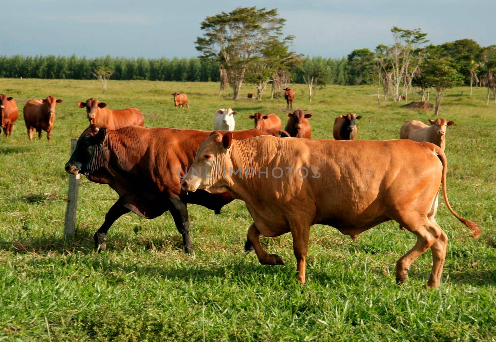 eunapolis, bahia / brazil - june 8, 2009: cattle ranching on the farm in the city of Eunapolis, in southern Bahia....