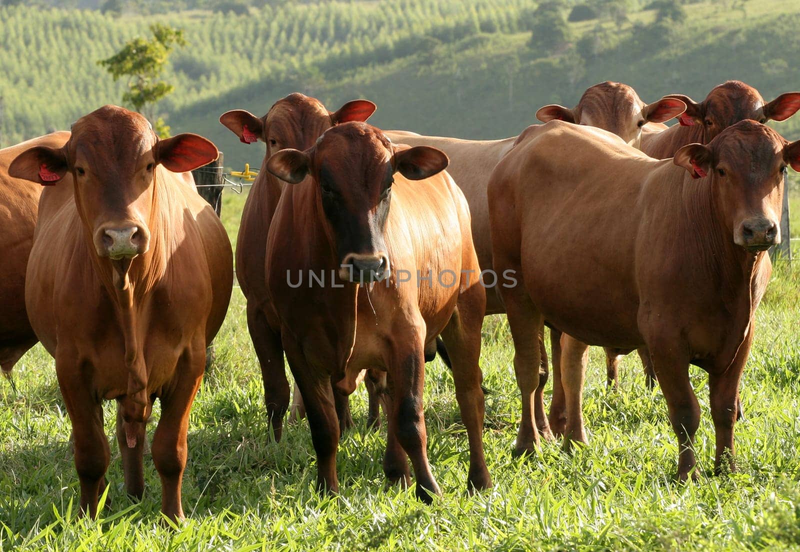 eunapolis, bahia / brazil - june 8, 2009: cattle ranching on the farm in the city of Eunapolis, in southern Bahia....