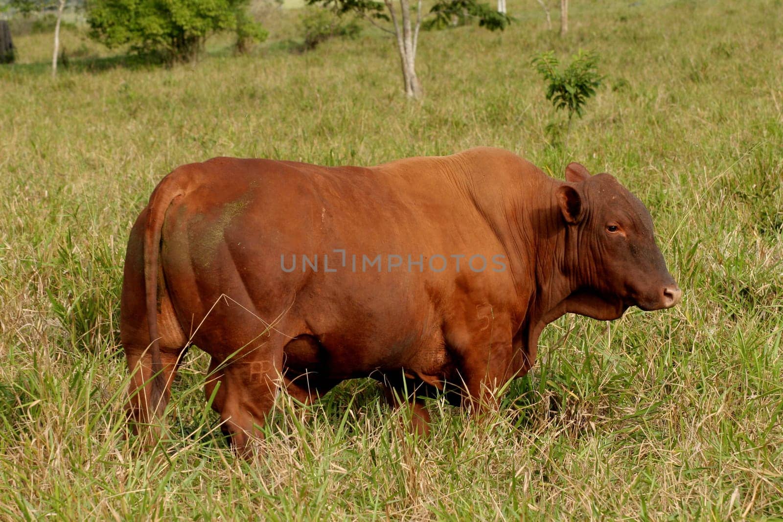 eunapolis, bahia / brazil - june 8, 2009: cattle ranching on the farm in the city of Eunapolis, in southern Bahia....