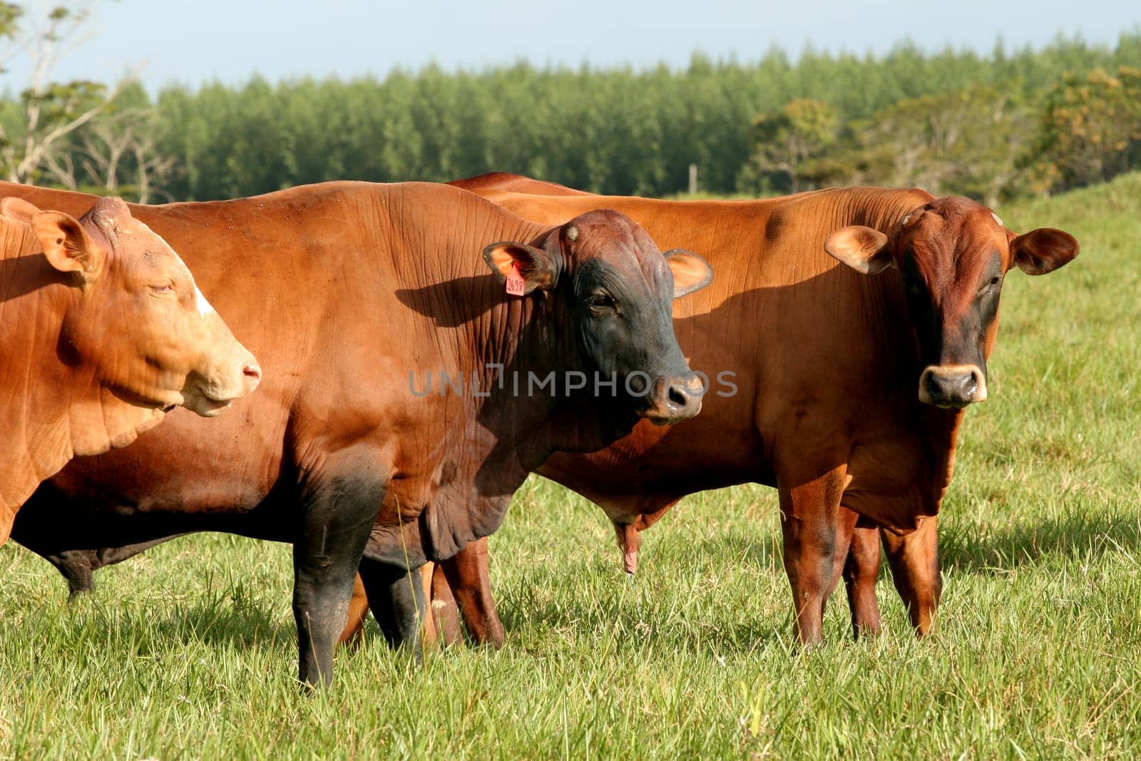 eunapolis, bahia / brazil - june 8, 2009: cattle ranching on the farm in the city of Eunapolis, in southern Bahia....
