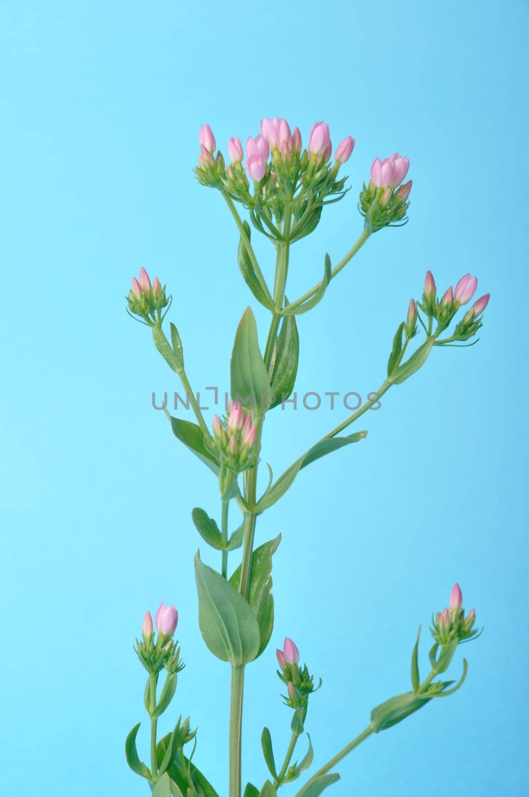 Centaury on a blue background