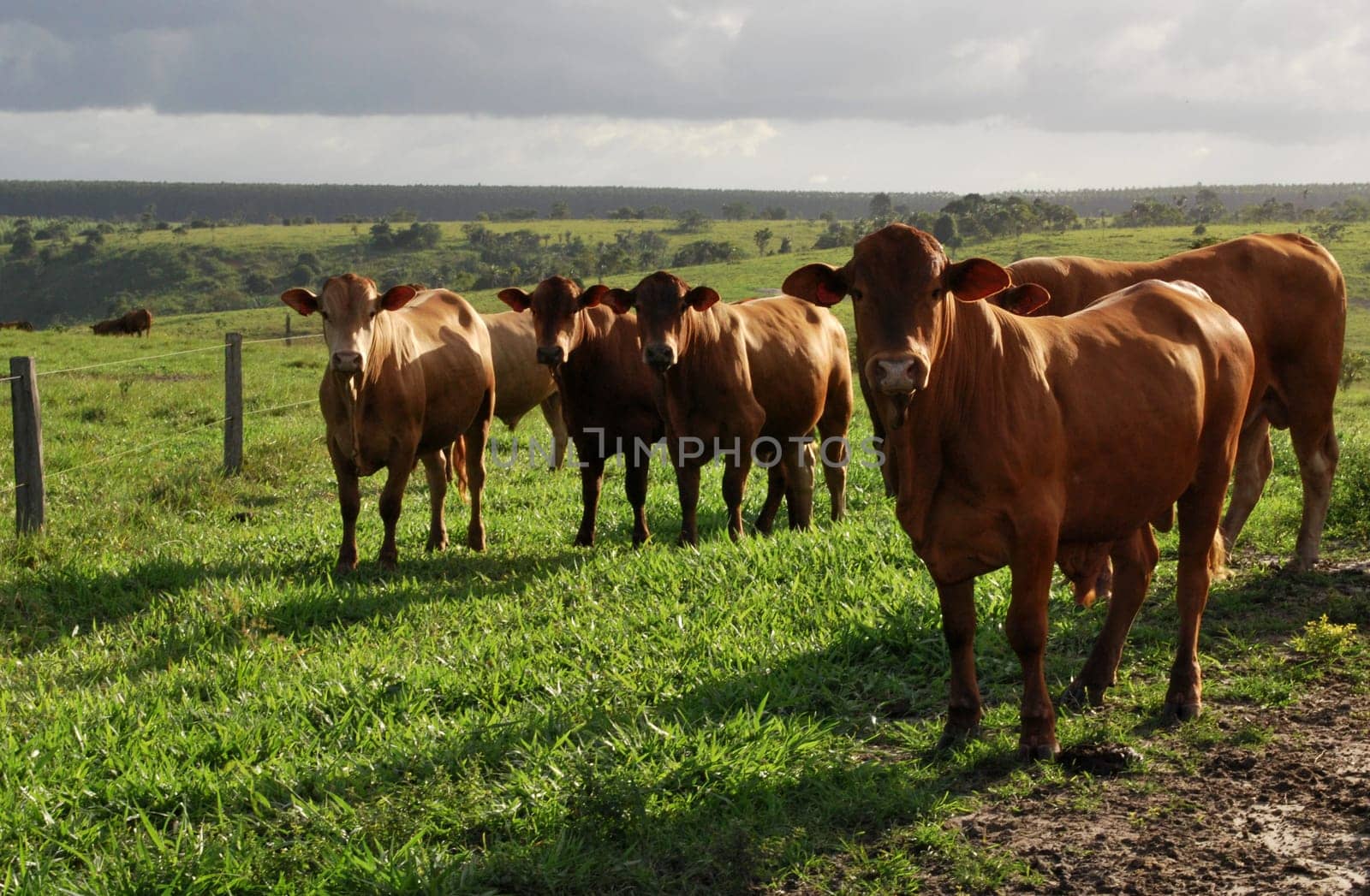 eunapolis, bahia / brazil - june 8, 2009: cattle ranching on the farm in the city of Eunapolis, in southern Bahia....