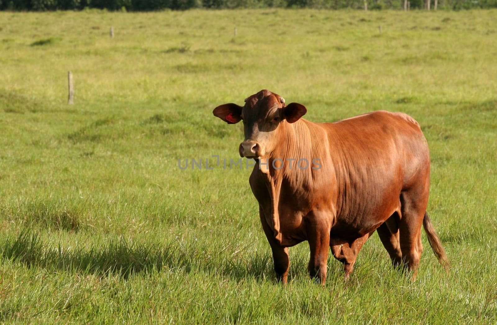 eunapolis, bahia / brazil - june 8, 2009: cattle ranching on the farm in the city of Eunapolis, in southern Bahia....