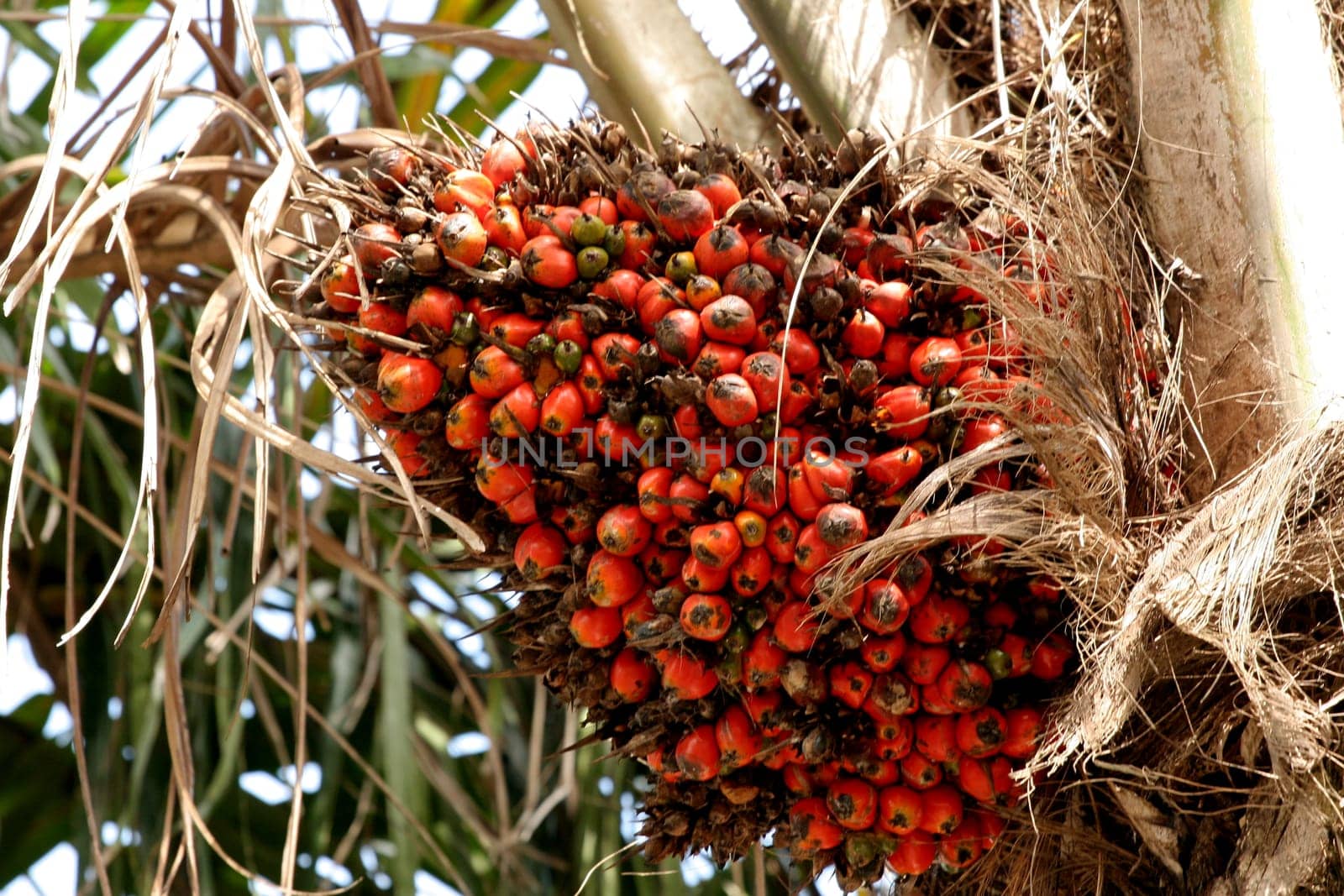 eunapolis, bahia / brazil - may 20, 2009: palm oil is seen in a plantation in the city of Eunapolis, in southern Bahia.