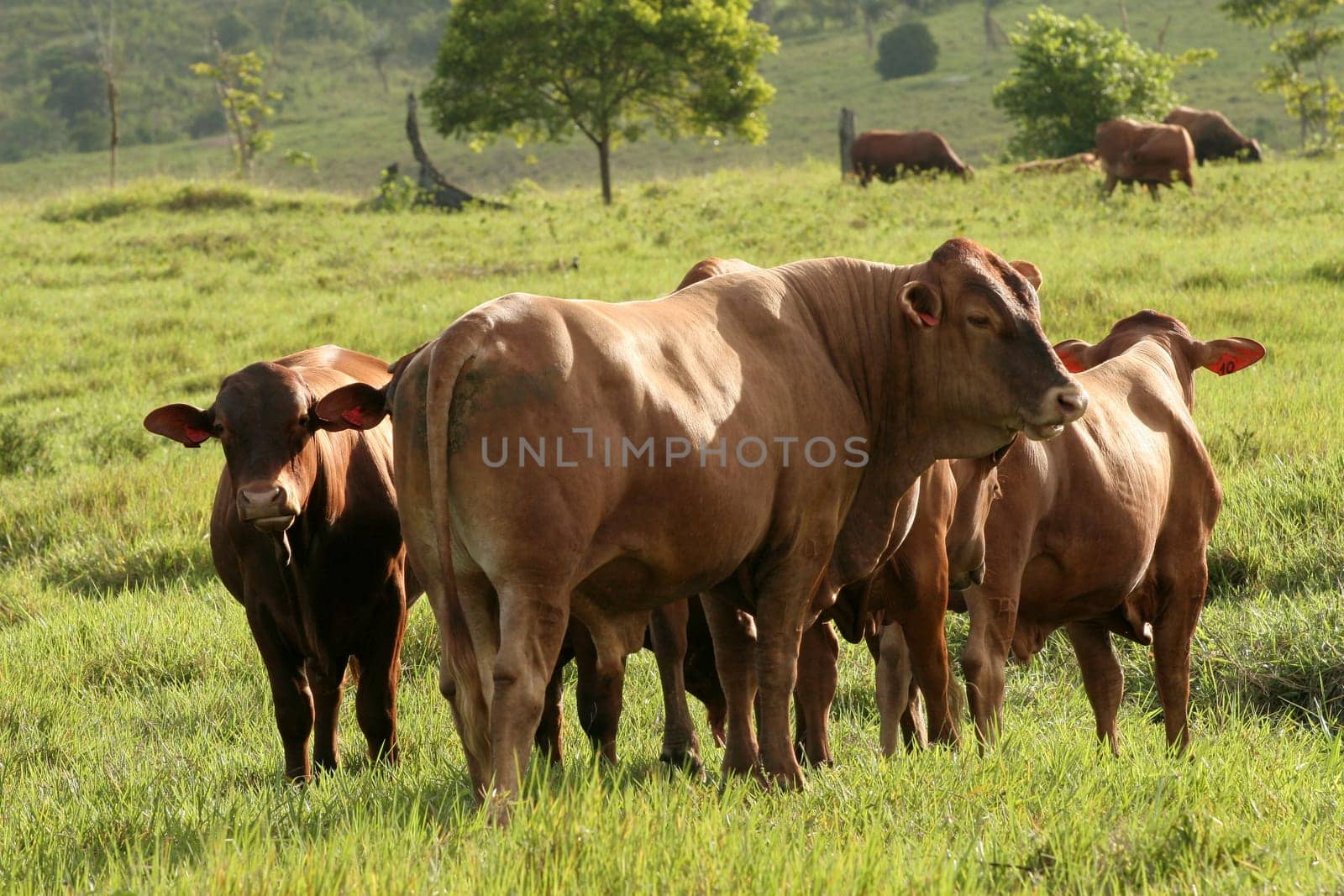 eunapolis, bahia / brazil - june 8, 2009: cattle ranching on the farm in the city of Eunapolis, in southern Bahia....