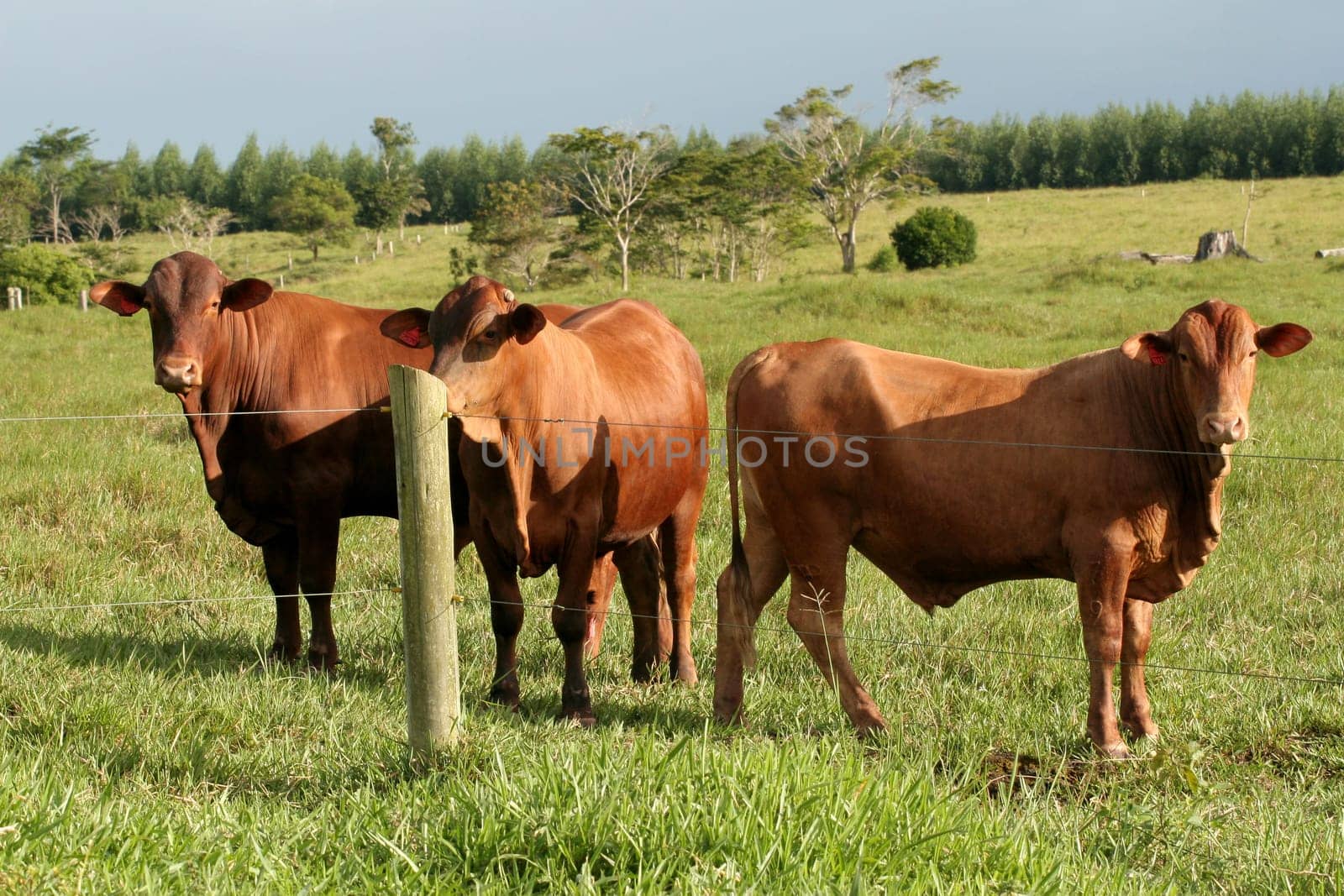eunapolis, bahia / brazil - june 8, 2009: cattle ranching on the farm in the city of Eunapolis, in southern Bahia....