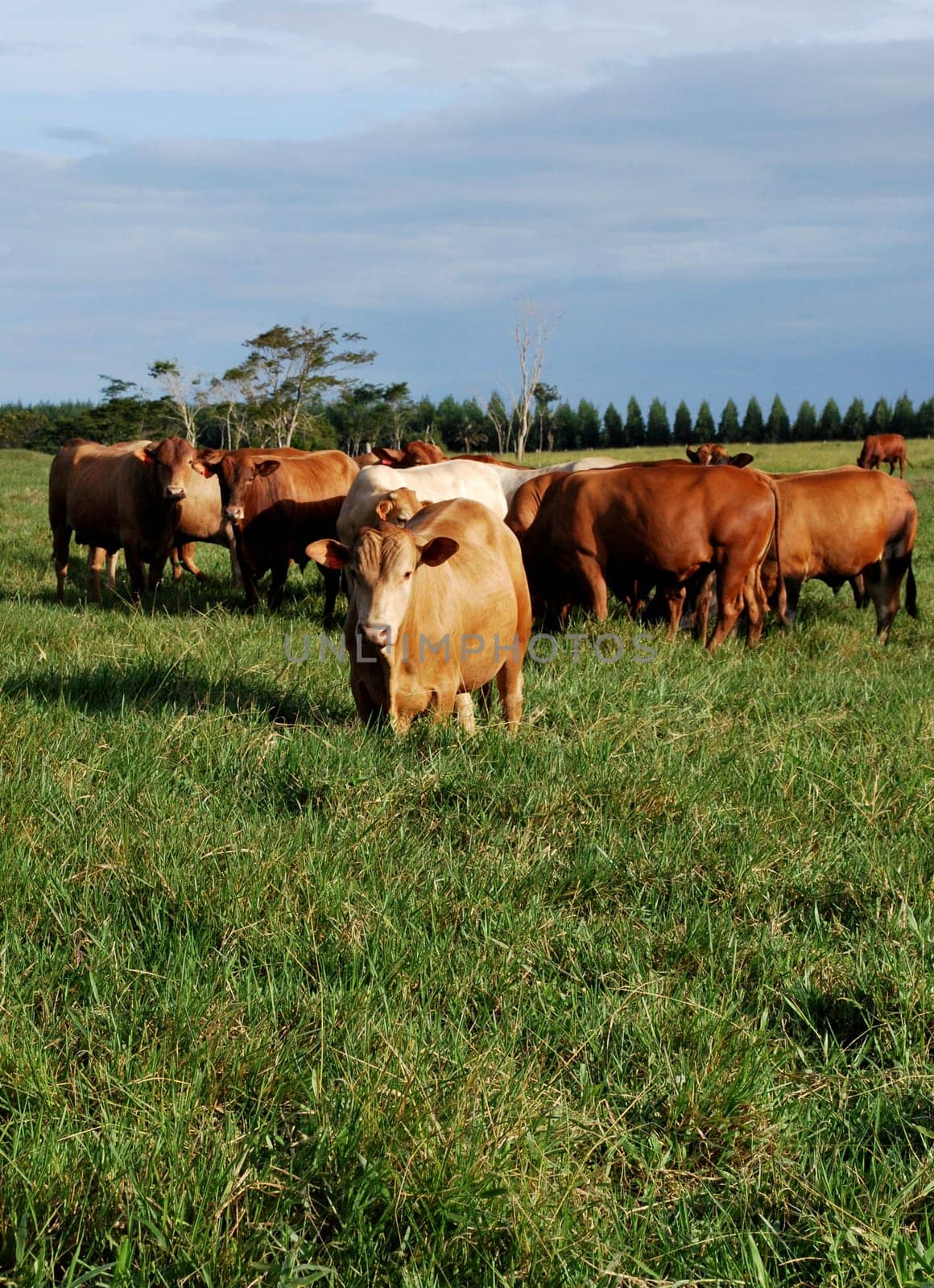 eunapolis, bahia / brazil - june 8, 2009: cattle ranching on the farm in the city of Eunapolis, in southern Bahia....