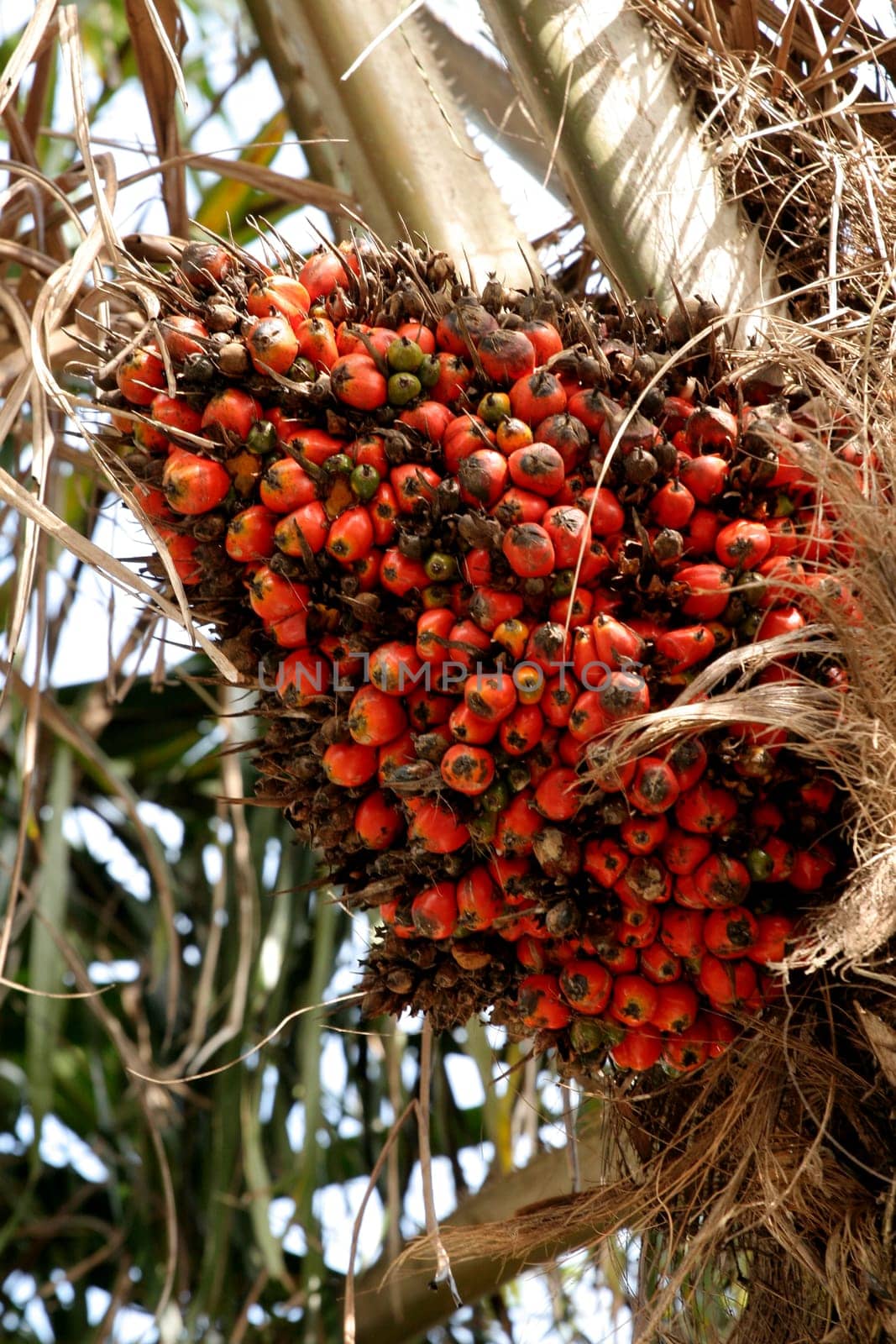 eunapolis, bahia / brazil - may 20, 2009: palm oil is seen in a plantation in the city of Eunapolis, in southern Bahia.