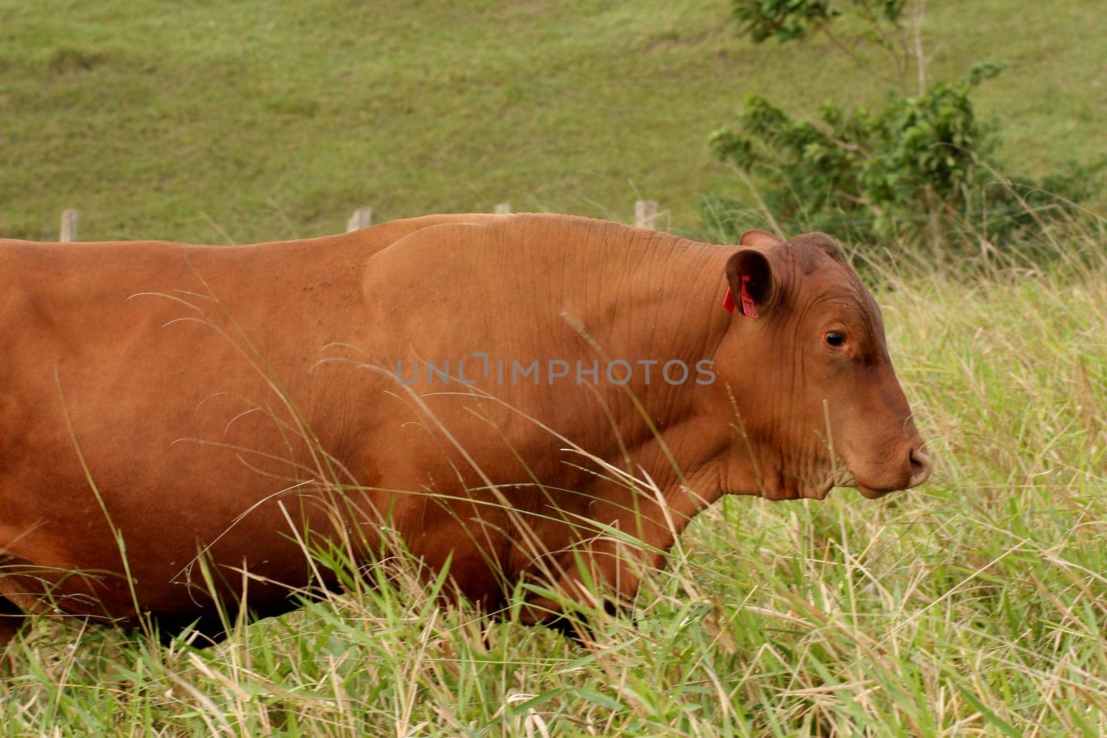 eunapolis, bahia / brazil - june 8, 2009: cattle ranching on the farm in the city of Eunapolis, in southern Bahia....